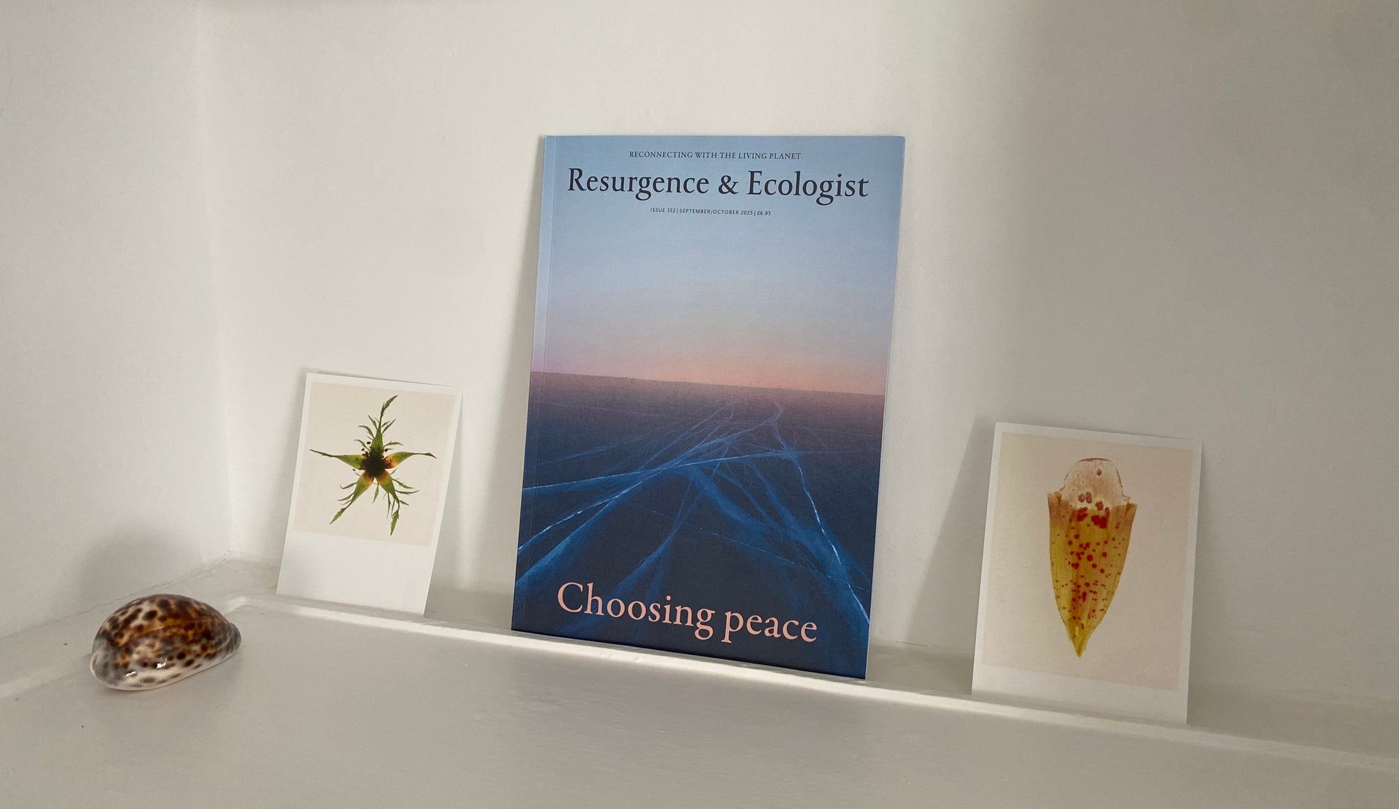 A copy of the Sept/Oct 2025 issue of Resurgence & Ecologist magazine on a shelf with two postcards and a cowrie shell